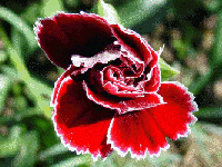 Galician flowers