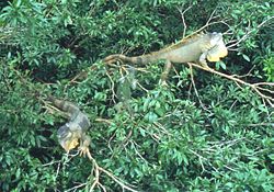 a young iguana with two adults in the trees