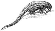 A drawing of a pangolin