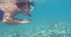 Snorkeler with blacktip reef shark. In rare circumstances involving poor visibility, blacktips may bite a human, mistaking it for prey. Under normal conditions they are harmless and shy.