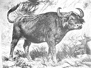 African Buffalo, nineteenth-century drawing