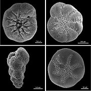 Foraminiferan tests (ventral view)