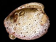 Borings in exoskeletons can provide evidence of animal behavior. In this case, boring sponges attacked this hard clam shell after the death of the clam.