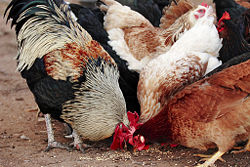 Chickens are often fed grains such as wheat or corn.