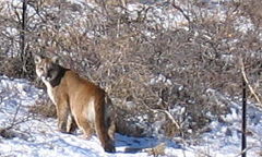 Cougar conservation depends on preservation of their habitat.