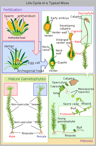 Image:Lifecycle moss svg diagram.svg