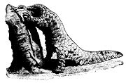 The pangolin raids a termite cathedral mound for a meal.