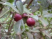 Strawberry Guava, Psidium littorale var. cattleianum