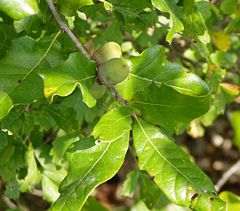 Scrub Oak (Quercus sinuata var. breviloba) leaves and acorns