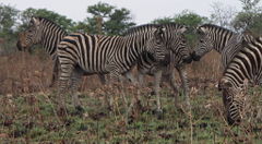 A zebra harem