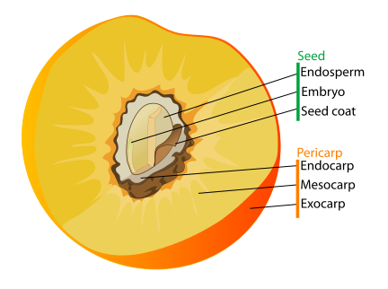 Image:Drupe fruit diagram-en.svg