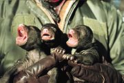 Newborn American black bear cubs