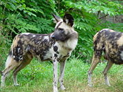 African hunting dog