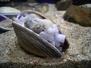 An ocellated octopus nestled in a clamshell