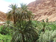 Date palm orchard, Boumalne, Morocco.