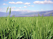 A mature wheat field, in northern Israel