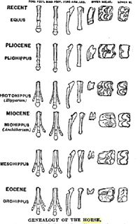 Diagram by O.C. Marsh of the evolution of horse feet and teeth over time as reproduced in T.H Huxley's 1876 book Professor Huxley in America.