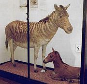 Quagga specimen with zebra-horse hybrid foal at Walter Rothschild Zoological Museum, Tring, England.