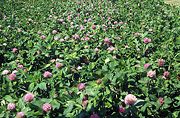 Red clover (Trifolium pratense)