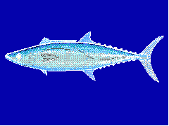 King mackerel, Scomberomorus cavalla