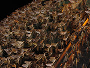 Mayflies covering a truck in North Bay, Ontario.
