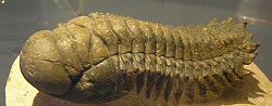 A fossil trilobite