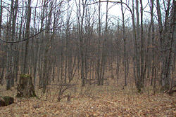 Deciduous forest after leaf fall