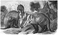 An aardvark drawing