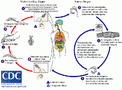 Life cycle and transmission of T. cruzi. Source: CDC