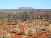 Desert landscape surrounding Uluru.