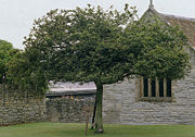 Holy Thorn, Glastonbury Abbey.