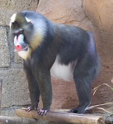 At the Las Aguilas Jungle Park--Tenerife