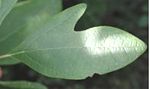 Bilobed leaf of S. albidum