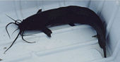 Walking catfish is an invasive species in Florida.