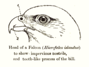 Most members of the genus Falco show a tooth on the upper mandible.