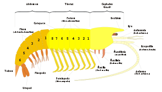 General malacostracan Bauplan