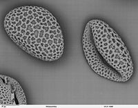 Pollen of Lilium auratum (Oriental Lily) Back-scattered electron microscope image.