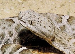 The pit organ is clearly visible between the eye and the nostril of this New Mexico ridge-nosed rattlesnake, Crotalus willardi obscurus.