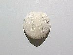 Fossil sea urchin Lovenia woodsi from the  Pliocene of Australia.