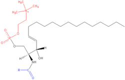 The structure of sphingomyelin, a phospholipid derived from sphingosine