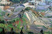 Abstract pattern of terrace rice fields in Yunnan Province, southern China.