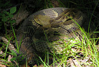 Timber rattlesnake, Crotalus horridus