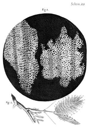Drawing of the structure of cork