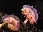 Limnomedusae like the Flower Hat Jelly (Olindias formosa) were long allied with Anthomedusae and Leptomedusae in the "Hydroida".