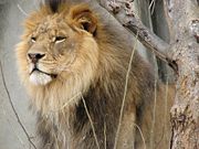 During confrontations with others, the mane makes the lion look larger