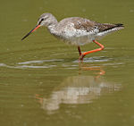 In Non-breeding plumage at Keoladeo National Park