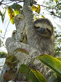 Brown-throated three-toed sloth(Bradypus variegatus)Gatun Lake, Republic of Panama