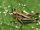 Dark bush cricket (nymph) Northamptonshire, England