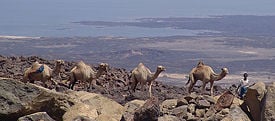 Camel caravan on the shores of Lake Assal.