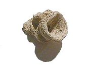 Fossil sponge Raphidonema farringdonense from the Cretaceous of England